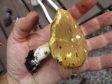 Xanthoconium affine image