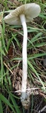 Amanita sect. Vaginatae image