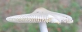 Amanita sect. Vaginatae image