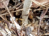 Amanita sect. Vaginatae image