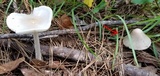Amanita sect. Vaginatae image