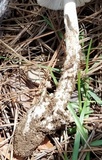 Amanita sect. Vaginatae image