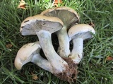 Lactarius rubrilacteus image
