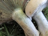 Lactarius rubrilacteus image