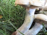 Lactarius rubrilacteus image