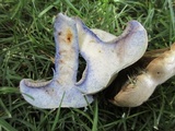 Lactarius rubrilacteus image
