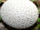 Lycoperdon curtisii image