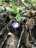 Cortinarius iodes image