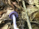 Cortinarius iodes image