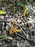 Clavulinopsis laeticolor image