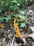 Clavulinopsis laeticolor image