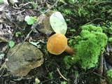 Gyroporus castaneus image