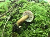 Gyroporus castaneus image