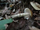 Amanita sect. Vaginatae image