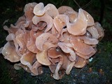 Phaeotremella frondosa image