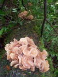 Phaeotremella frondosa image