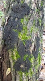 Leptogium phyllocarpum var. phyllocarpum image