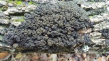 Leptogium phyllocarpum var. phyllocarpum image