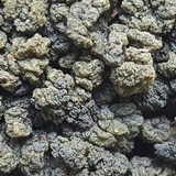 Leptogium phyllocarpum var. phyllocarpum image