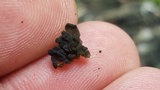 Leptogium phyllocarpum var. phyllocarpum image