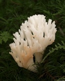 Ramariopsis kunzei image