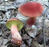Baorangia bicolor image