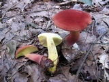Baorangia bicolor image
