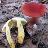 Baorangia bicolor image