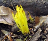 Clavulinopsis fusiformis image