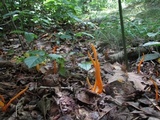 Clavulinopsis laeticolor image
