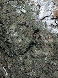 Rinodina ascociscana image