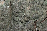 Rinodina ascociscana image