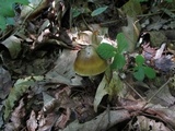 Amanita sect. Vaginatae image