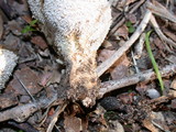 Lycoperdon curtisii image