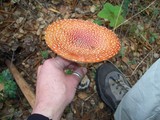 Amanita amerimuscaria image