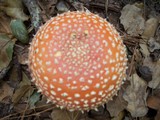 Amanita amerimuscaria image