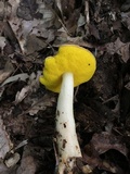 Aureoboletus auriporus image