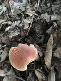 Aureoboletus auriporus image