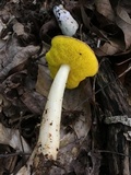Aureoboletus auriporus image