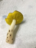 Aureoboletus auriporus image
