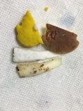 Aureoboletus auriporus image