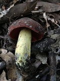 Boletus subluridellus image