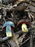 Boletus subluridellus image