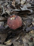 Boletus subluridellus image