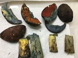 Boletus subluridellus image