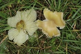 Hygrocybe acutoconica image