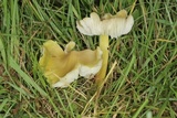 Hygrocybe acutoconica image
