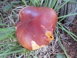 Boletus rubriceps image