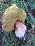 Boletus rubriceps image