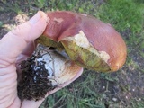 Boletus rubriceps image